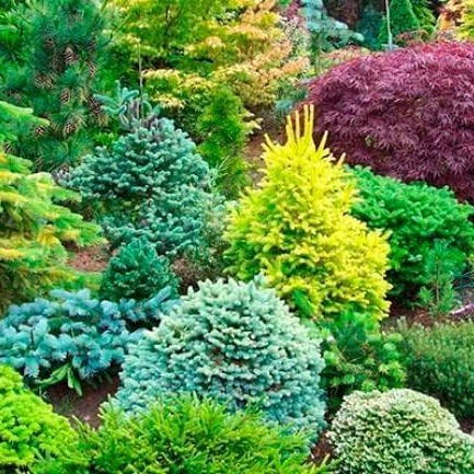 Хвойні рослини