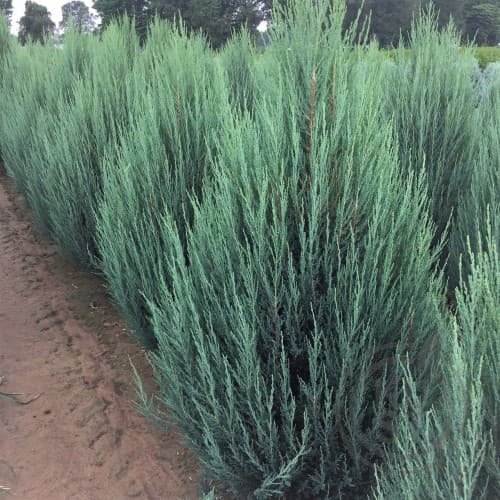 Ялівець скельний "Блу Ароу" Juniperus scopulorum "Blue Arrow"