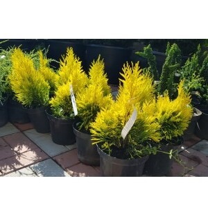 Туя складчаста "Форевер Голді" Thuja plicata "Forever Goldy"