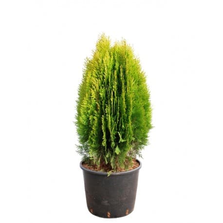 Туя східна "Ауреа Нана" Thuja orientalis "Aurea Nana"