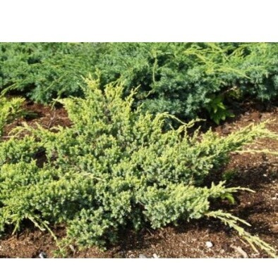 Ялівець лускатий "Холгер" Juniperus squamata "Holger"