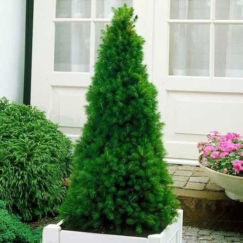 Ялина канадська "Коніка" Picea glauca "Conica"