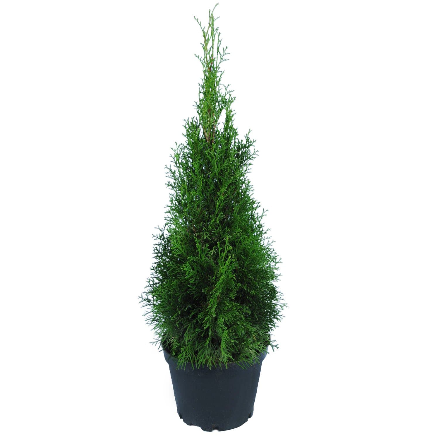 Туя західна "Смарагд" Thuja occidentalis "Smaragd"