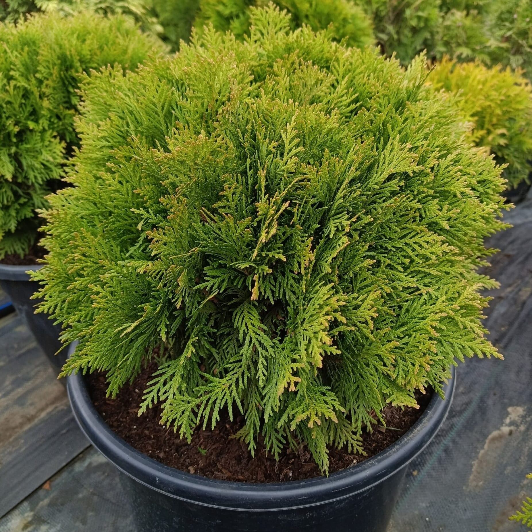 Туя західна "Даніка" Thuja occidentalis "Danica"