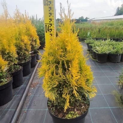 Туя західна "Янтар" Thuja occidentalis "Jantar"