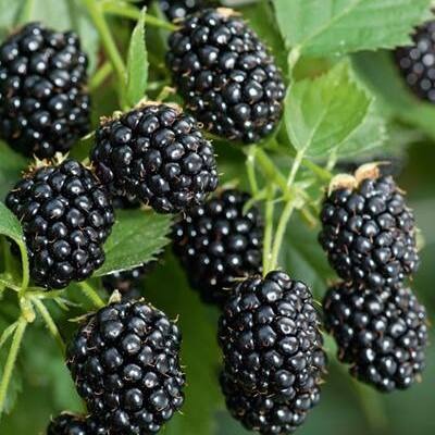 Ожина пізня крупна Large late blackberry