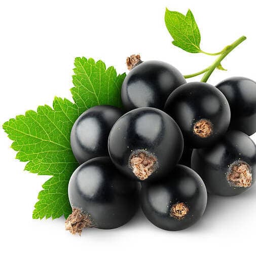 Смородина чорна Black currant