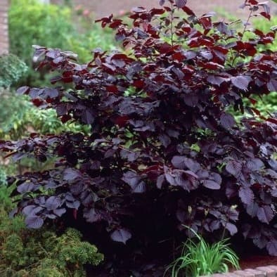 Ліщина "Ред маджестік" Hazel "Red majestic"