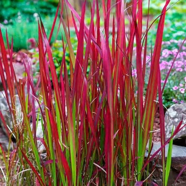 Імперата циліндрична "Ред Барон" Imperata cylindrica "Red Baron"