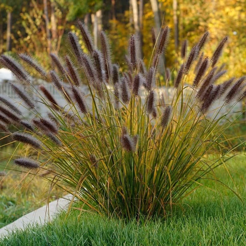 Пеннісетум лисохвостий "Ред Хед" Pennisetum alopecuroides "Red Head"