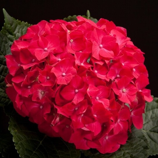 Гортензія великолисткова "Меджікал Крімсон" Hydrangea macrophylla "Magical Crimson"