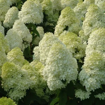 Гортензія волотиста "Полярний ведмідь" Hydrangea paniculata "Polar Bear"