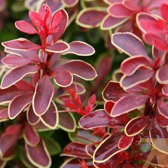 Барбарис Тунберга "Адмірейшн" Berberis thunbergii "Admiration"