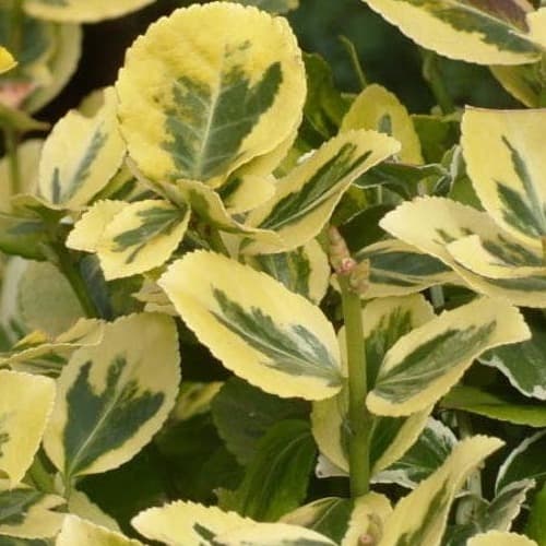 Бересклет японський "Аурео-Маргіната" Euonymus japonicus "Aureo-Marginata"