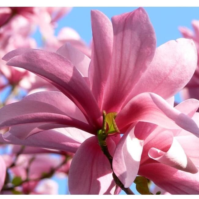 Магнолія "Галаксі" Magnolia "Galaksi"