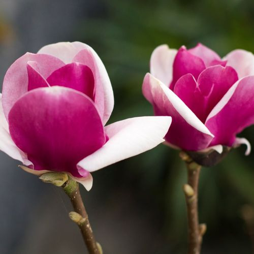 Магнолія Суланжа "Камео" Magnolia soulangeana "Cameo"