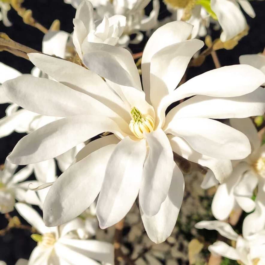 Магнолія зірчаста "Стеллата" Magnolia "Stellata"